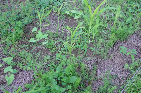 トウモロコシとつるありインゲンの混植