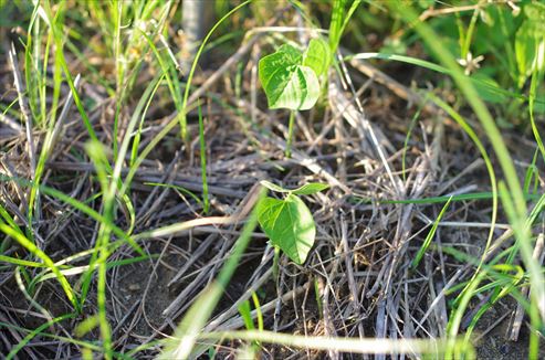 四角豆の発芽