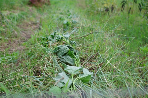 さつまいもの植え付け