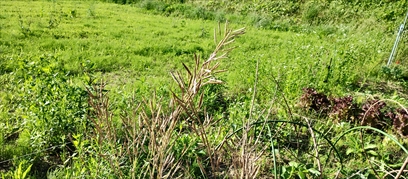 コマツナの種取り