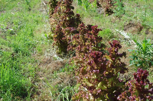 サニーレタスとうだち