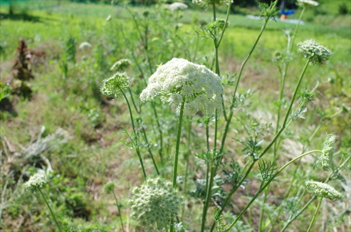 ニンジンのとうだち