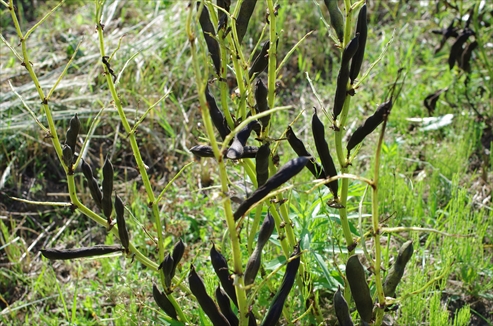 そら豆の種取り