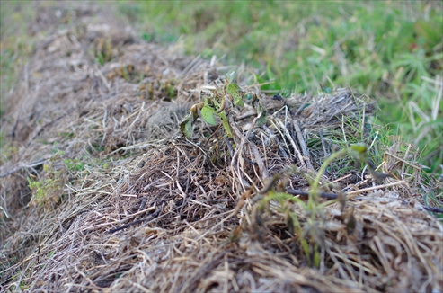 大きくならなかった秋じゃが