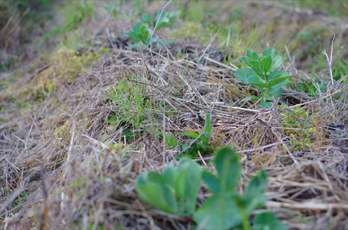 12月そら豆の様子