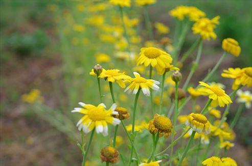 シュンギクの花
